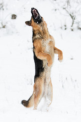 dog jumping in the snow in winter