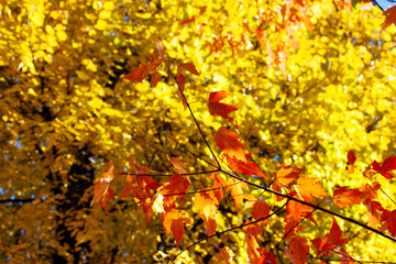 Branch with red autumn leaves