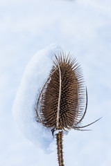 Snow on Teasel