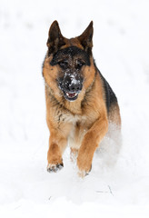 german shepherd dog in winter