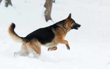 german shepherd dog in winter