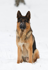 german shepherd dog in winter