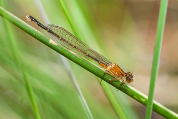 zygoptere demoiselle au repos 