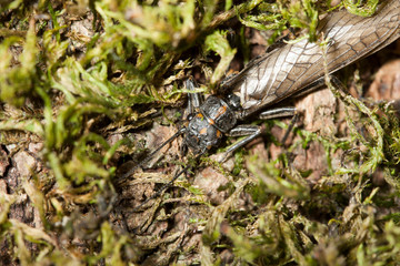 grande perle insecte aquatique peche mouche plecoptere 