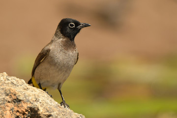 White-spectacled Bulbul / Pycnonotus xanthopygos