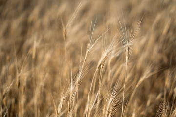 cereals field background large background