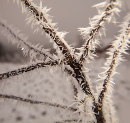 Hoarfrost on tree branches