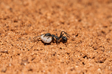 Aphaenogaster senilis en migartion avec couvain