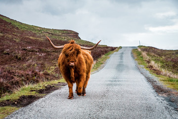 Scottish Highland Cattle Bull mit großen Hörnern steht auf einer Straße in den schottischen Highlands, Schottland, Großbritannien