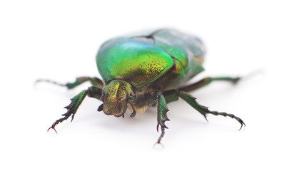 Green beetle isolated.