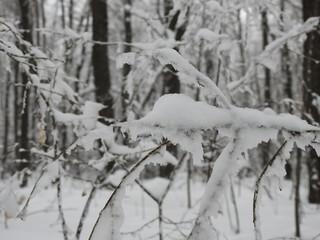 Snowy forest