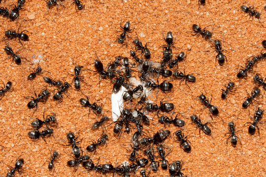 fourmis Tapinoma sp. avec couvain