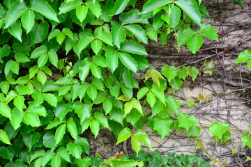 spring time, green color leaves wall texture, natural green leaf and root covered concrete wall background, copy space, eco friendly concept
