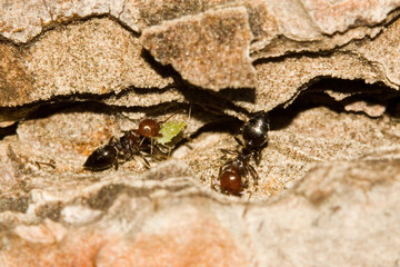 Crematogaster scutelaris fourmis arboricole recolte pucerons