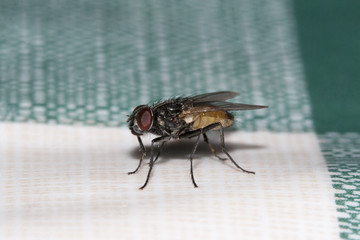 Gros plan de mouche fly