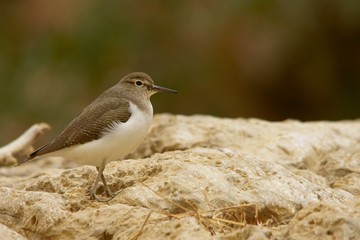 Common Sandpiper / Actitis hypoleucos