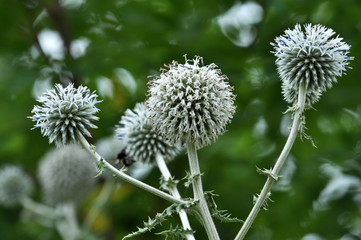 Flowering echinops ritro