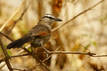 Black-crowned Tchagra / Tchagra senegalus
