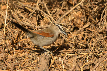Black-crowned Tchagra / Tchagra senegalus