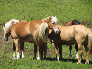 Naklejka na ściany i meble Horses standing on an alpine pasture at summer . South tyrol, Italy