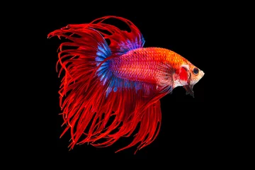 Foto op Canvas The moving moment beautiful of red siamese betta fish or splendens fighting fish in thailand on black background. Thailand called Pla-kad or crown tail fish. © Soonthorn