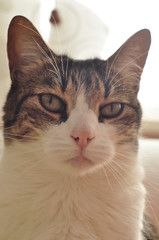 Gata blanca nariz rosada 2