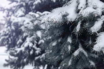 spruce branches in the snow,the first snow