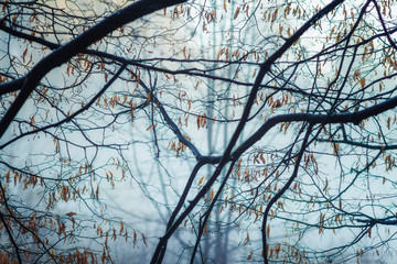 branches of tree in fog