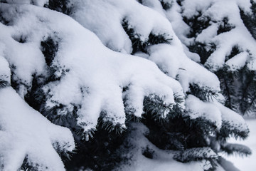 spruce branches in the snow,the first snow