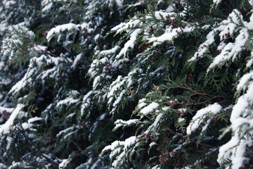 spruce branches in the snow,the first snow