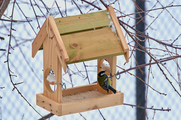 The bird feeds in the winter