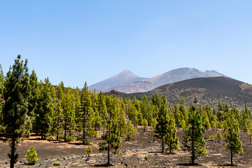 Nationalpark El Teide in Teneriffa,