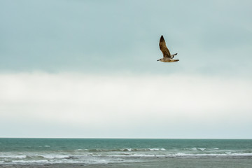 flying through the clouds