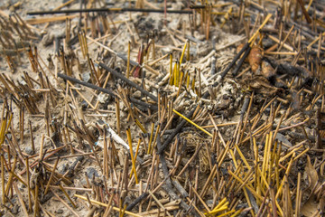 a bowl of ash and remnants of burnt incense sticks