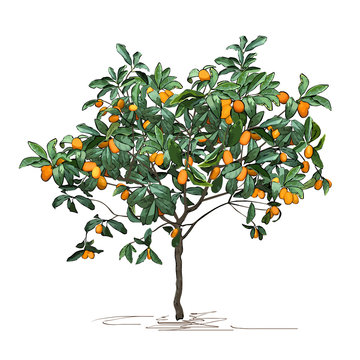 Tree a kumquat (Fortunella Swingle L.) with mature fruits