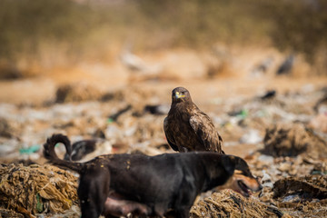 Steppe eagle (Aquila nipalensis) on a beautiful perch at jorbeer, bikaner, India