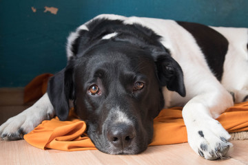 pies łaciaty leżący © Kate Gon