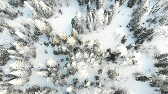 Aerial Snow Covered Trees, Drone Footage. Beautiful Landscape Winter Nature. White Forest Mountain. Travel Europe Famous View. Winter Hiking Tourism