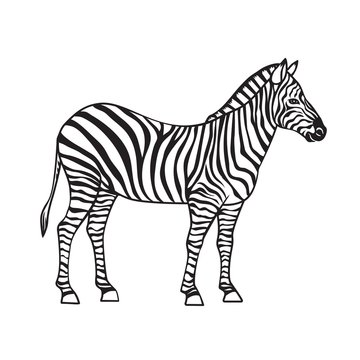 Zebra isolated black icon