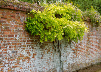Walled garden tree