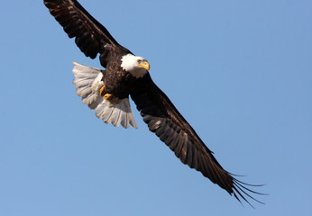 Bald Eagles in-flight Utah