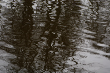Dirty park pond with tree reflection.