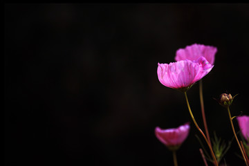 Blumen vor dunklem Hintergrund 