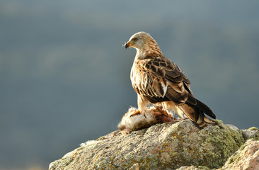 a real kite on a rock with a rabbit