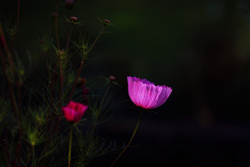 Blume vor dunklem Hintergrund 