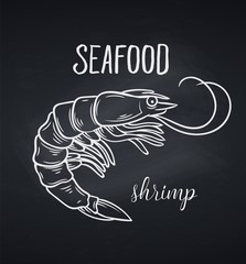 Hand drawn shrimp