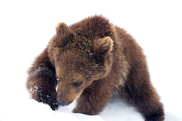 young bear in snow