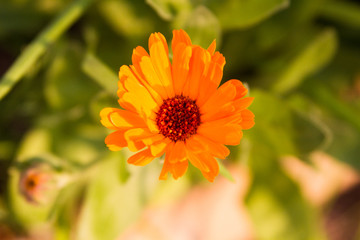Spring and summer flowers, testing macro photography
