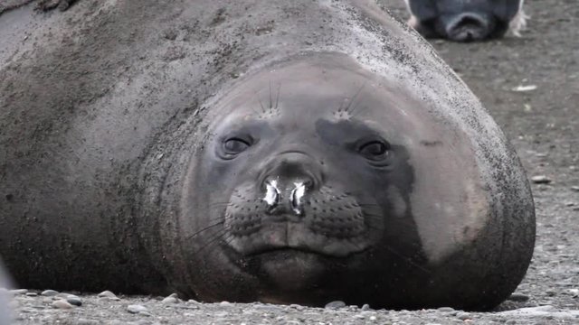 Elephant seal Close shot of Elephant seal sub adult from Antarctica
