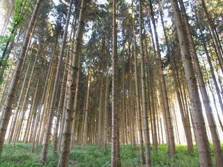 Kraftquelle - Fichtenwald glänzt im Sonnenschein